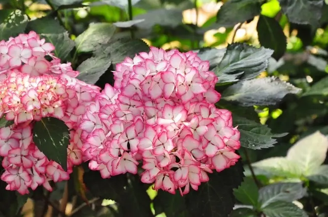 Hydrangea macrophylla Hovaria Mirai Pot C3.6Litres ** Hortensia **
