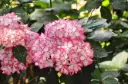 Hydrangea macrophylla Hovaria Mirai Pot C3.6Litres