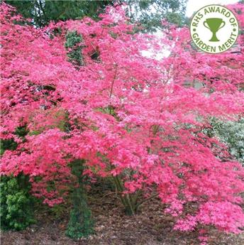 Acer palmatum Deshojo 60 80 Pot P17 cm ** Erable du Japon **