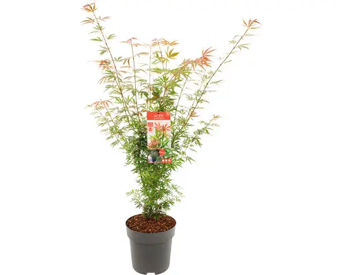 Acer palmatum Jerre Schwartz 50 60 Pot P17-19 ** Erable du Japon **