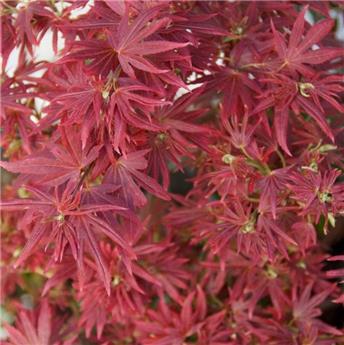 Acer palmatum Shaina 40 60 cm Pot P19 ** Erable du Japon **