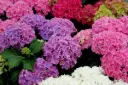 Hydrangea mac. Surfing Safari mix Pot C5litres