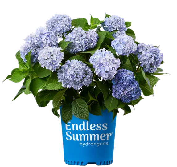 Hydrangea macrophylla Endless Summer The Original Bleu Pot C3L ** Hortensia **
