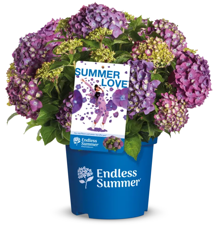 Hydrangea macrophylla Endless Summer Love Purple Pot P23 - C5L ** Hortensia **