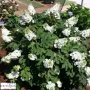 Hydrangea quercifolia Jetstream Pot C10L  ** Hortensia à feuilles de chêne **