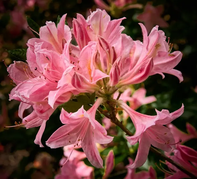 Azalea viscosa Jolie Madame 100 125 Pot C18 ** Très parfumée **