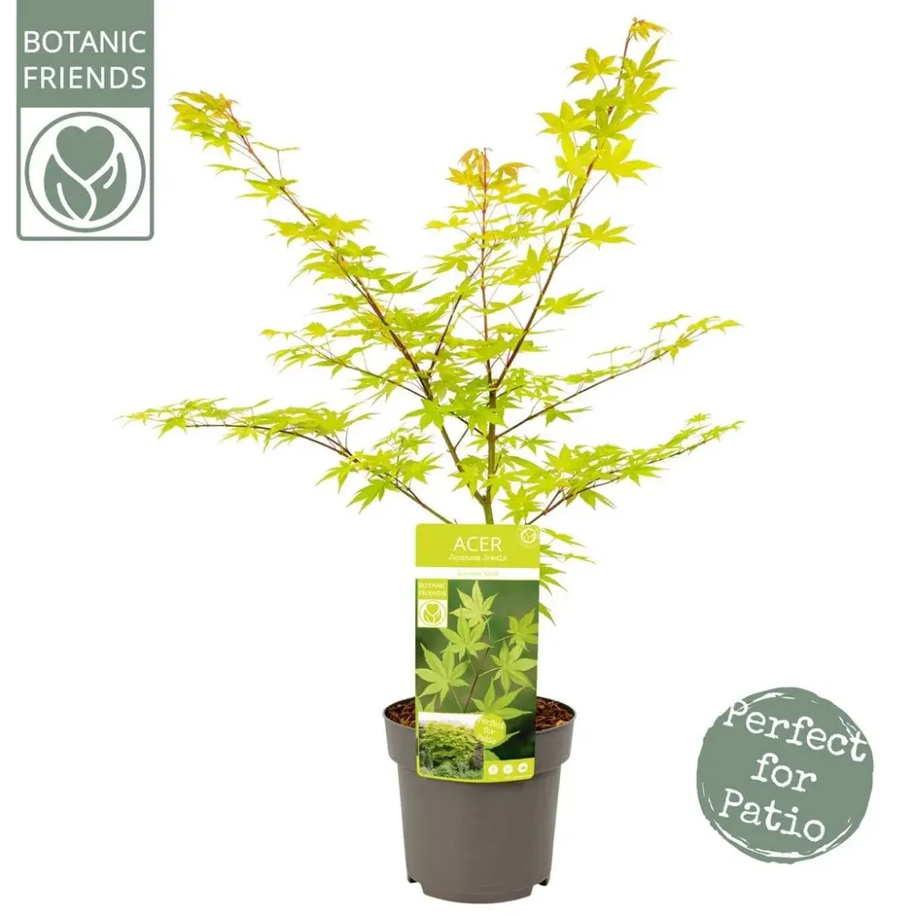 Acer palmatum Summer Gold 60 80 cm Pot C3- Erable du Japon
