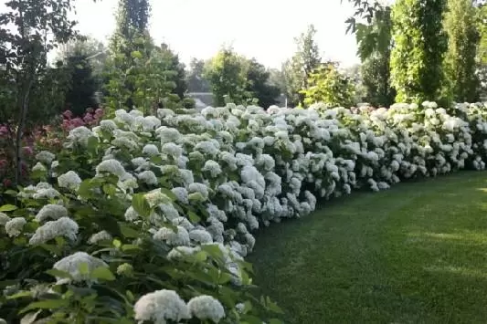 Hydrangea arborescens Annabelle Pot C10Litres ** Hortensia arborescent **