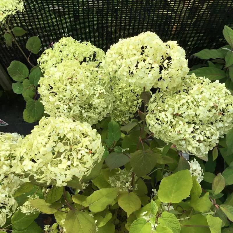 [139685] Hydrangea arborescens Lime Rickey Pot C10Litres ** Hortensia arborescent **