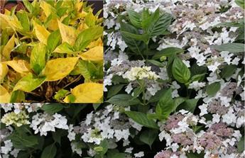 Hydrangea macrophylla Lanarth White Pot C10L ** Hortensia **