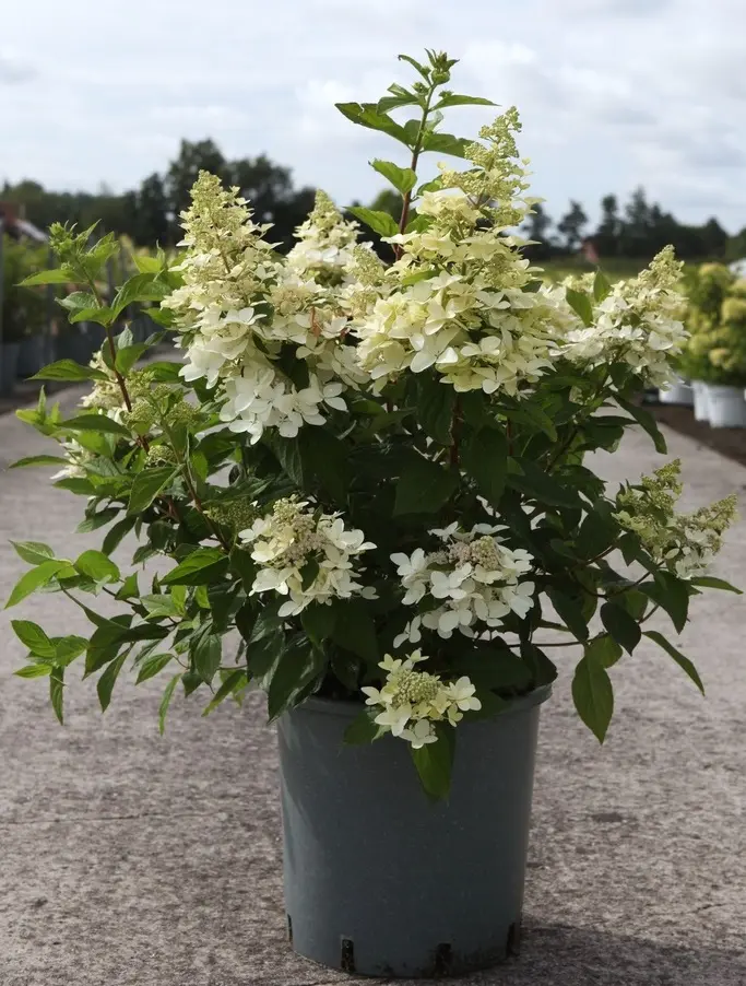 Hydrangea paniculata Confetti® Pot C12 Litres ** Hortensia paniculé. RARE: Parfumé**