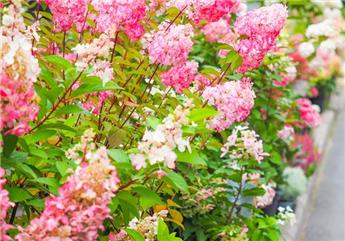 Hydrangea paniculata Diamant Rouge Pot C12Litres ** Hortensia **