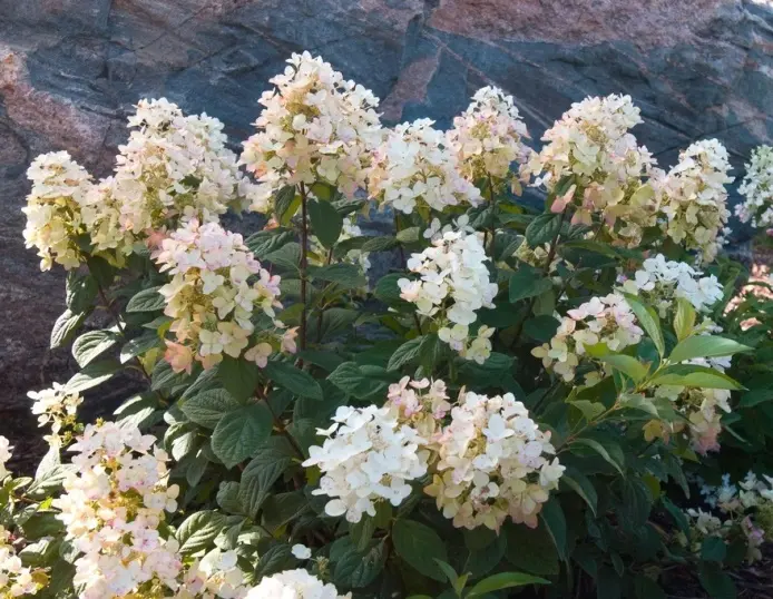 Hydrangea paniculata Tickled Pink ® Pot C10Litres ** Hortensia **