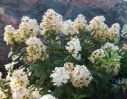 Hydrangea paniculata Tickled Pink ® Pot C10Litres ** Hortensia **