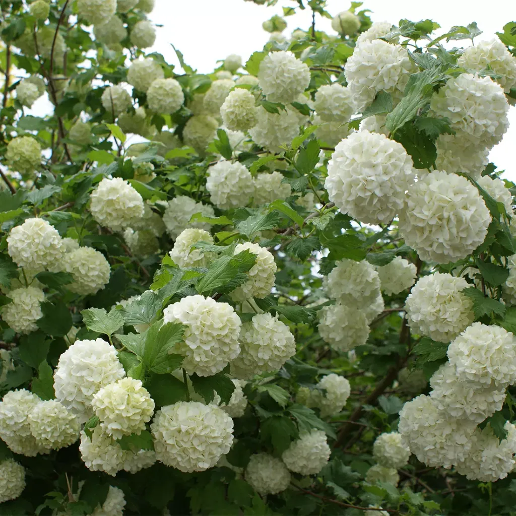 [115264] Viburnum opulus Roseum Pot C3.5 * Boule de neige **