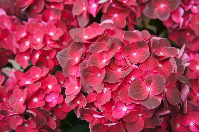 Hydrangea macrophylla Alpengluhen Pot C10Litres ** Hortensia **