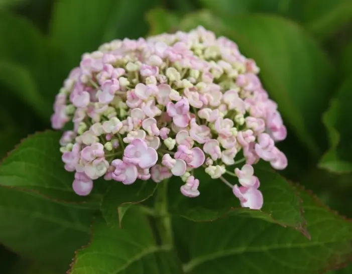 Hydrangea macrophylla Ayesha Pot C10Litres  ** Hortensia Parfumé **