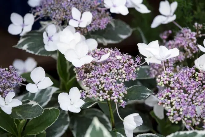 Hydrangea macrophylla Light O Day Pot C10Litres ** Panaché **