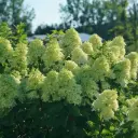 Hydrangea paniculata Little Lime Pot C10Litres