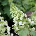 Hydrangea quercifolia Gatsby Star Pot C10Litres ** Original **