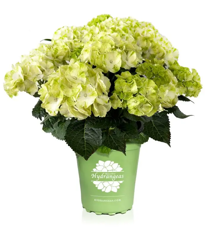 Hydrangea macrophylla Caipirinha Pot P30 ** Hortensia blanc **
