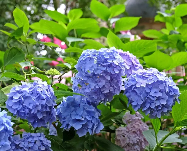 Hydrangea macrophylla Blue Danube (Blaue Donau) Pot C10 ** Hortensia **