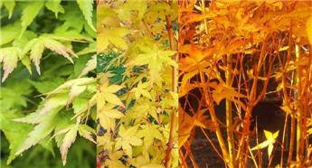 Acer palmatum Bi-Hoo 60 80 Pot P17-19