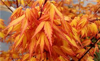 Acer palmatum Katsura 60 80 cm Pot P19 ** Erable du Japon **