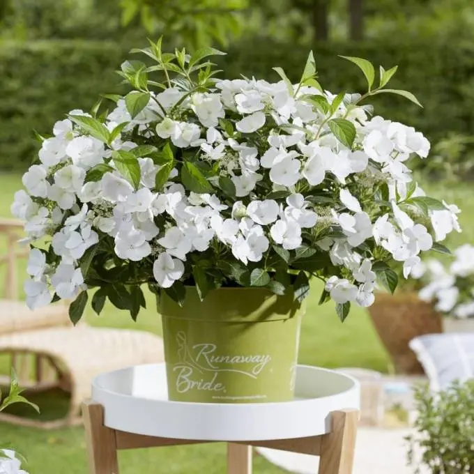 Hydrangea macrophylla Runaway Bride Pot C3.6 ** Variété primée en 2018 au RHS Show London **
