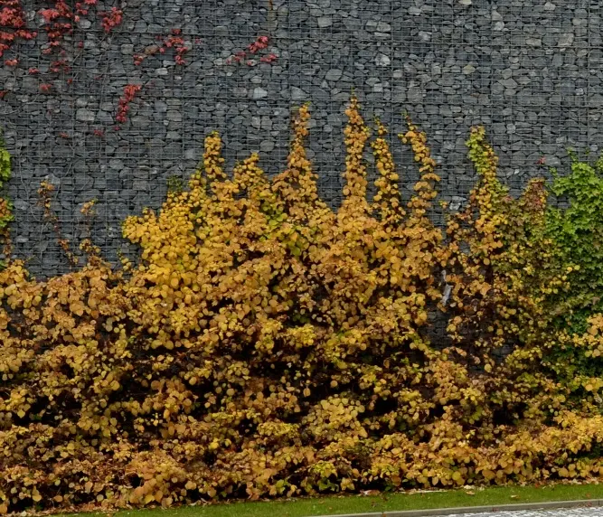 Hydrangea anomala Petiolaris 60 80 Pot C5Litres