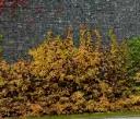 Hydrangea anomala Petiolaris 60 80 XTRA Pot C5Litres ** Hortensia grimpant **