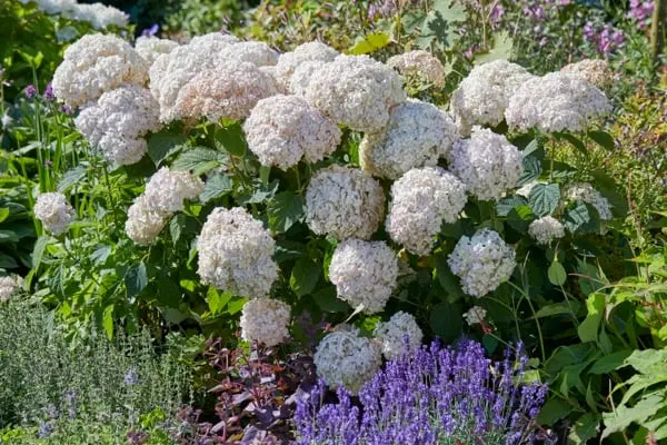 Hydrangea arborescens Candybelle Marshmallow Pot C7.5Litres ** Hortensia arborescent **