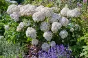 Hydrangea arborescens Candybelle Marshmallow Pot C7.5Litres ** Hortensia arborescent **