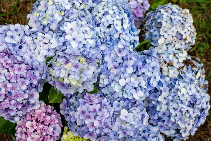 Hydrangea macrophylla Bela Pot P23 ** Hortensia **