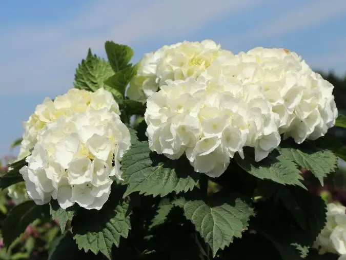 Hydrangea macrophylla Crystal Palace Pot P23 ** Hortensia blanc **