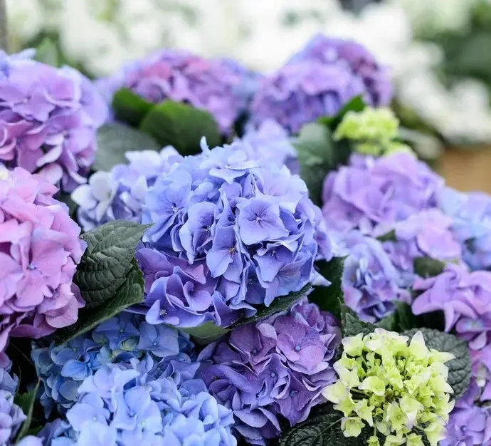 Hydrangea macrophylla Early Blue Pot P23 ** Hortensia **