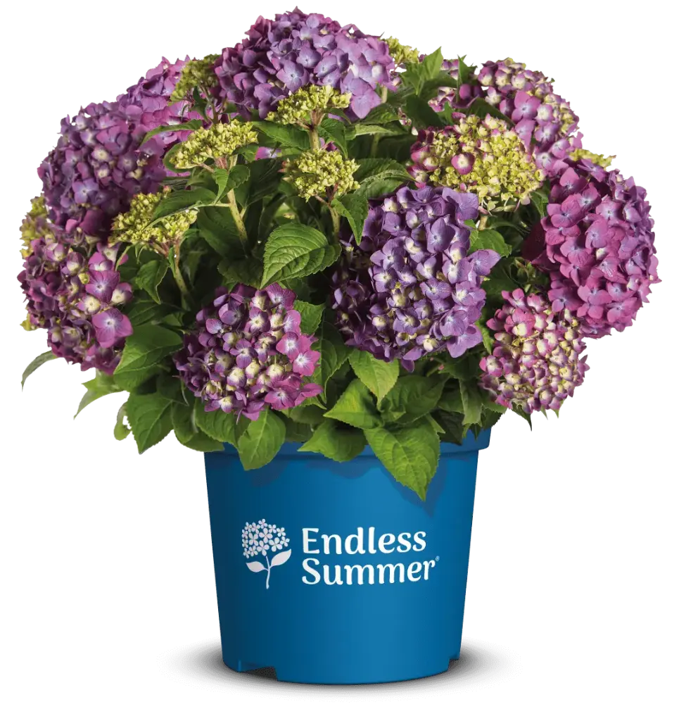 [144897] Hydrangea macrophylla Endless Summer Love Pot C5L ** Hortensia **