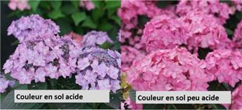 Hydrangea serrata Flair & Flavours® Frozen Smoothie Pot C5L ** Hortensia **