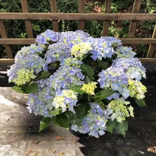 Hydrangea macrophylla HI River Blue Pot P23 ** Hortensia **