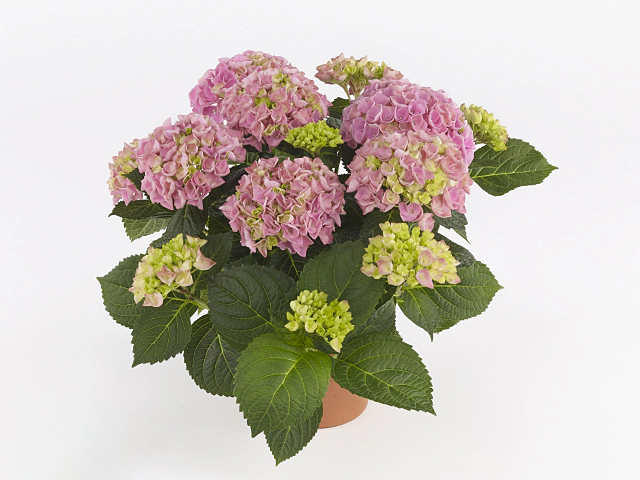 Hydrangea macrophylla HI River Pink Pot P23 ** Hortensia **
