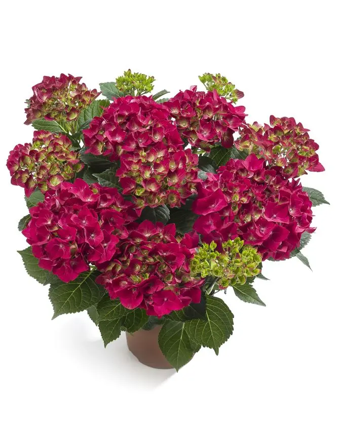 Hydrangea macrophylla HI Tornado Pot P23 ** Hortensia **