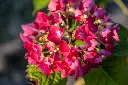 Hydrangea macrophylla Red Baron Pot P23  ** Hortensia **