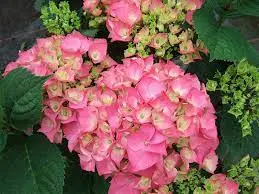 Hydrangea macrophylla Rosita Pot P23 ** Hortensia **