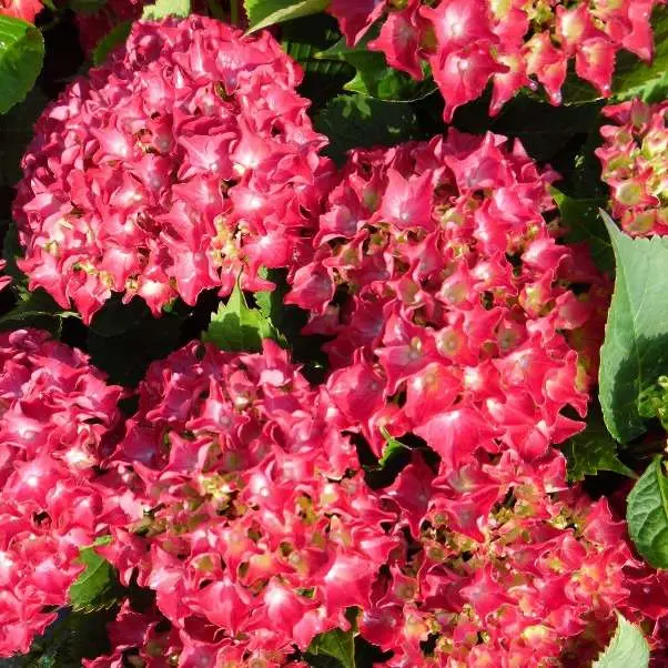 Hydrangea macrophylla Royal Tiffany Red Pot P23 ** Hortensia **