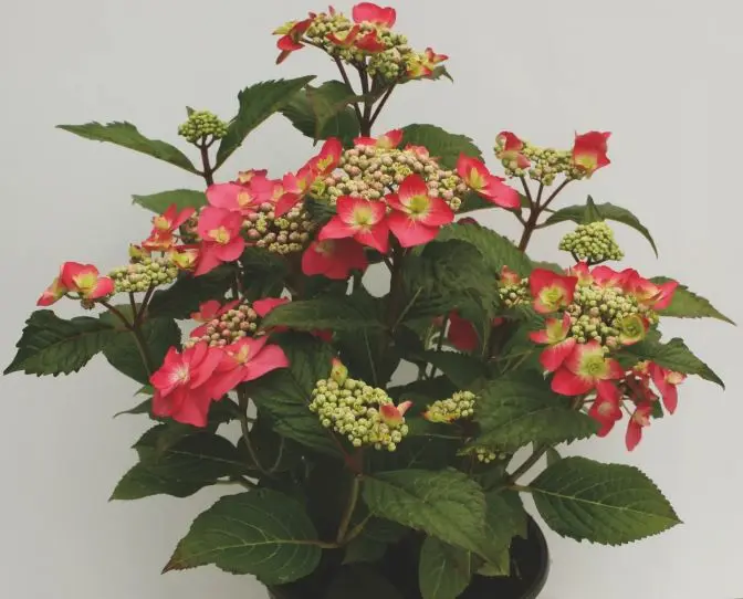 Hydrangea macrophylla Flair & Flavours Strawberry® Cream Pot C5L ** Hortensia **