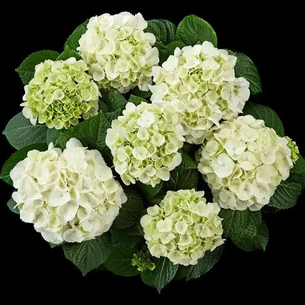 Hydrangea macrophylla White Ball Pot C5 ** Hortensia **