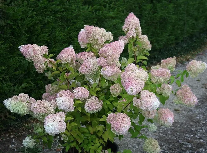 Hydrangea paniculata Diamantino Pot C12Litres ** Hortensia paniculé **