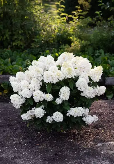 Hydrangea paniculata Living Little Blossom Pot C5Litres