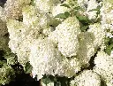 Hydrangea paniculata Silver Dollar Pot P26 - C7.5L