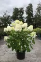 Hydrangea paniculata Skyfall Pot C 7.5L  ** Hortensia paniculé ** 